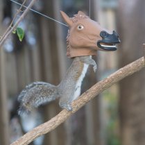 http://mcphee.com/shop/horse-head-squirrel-feeder.html